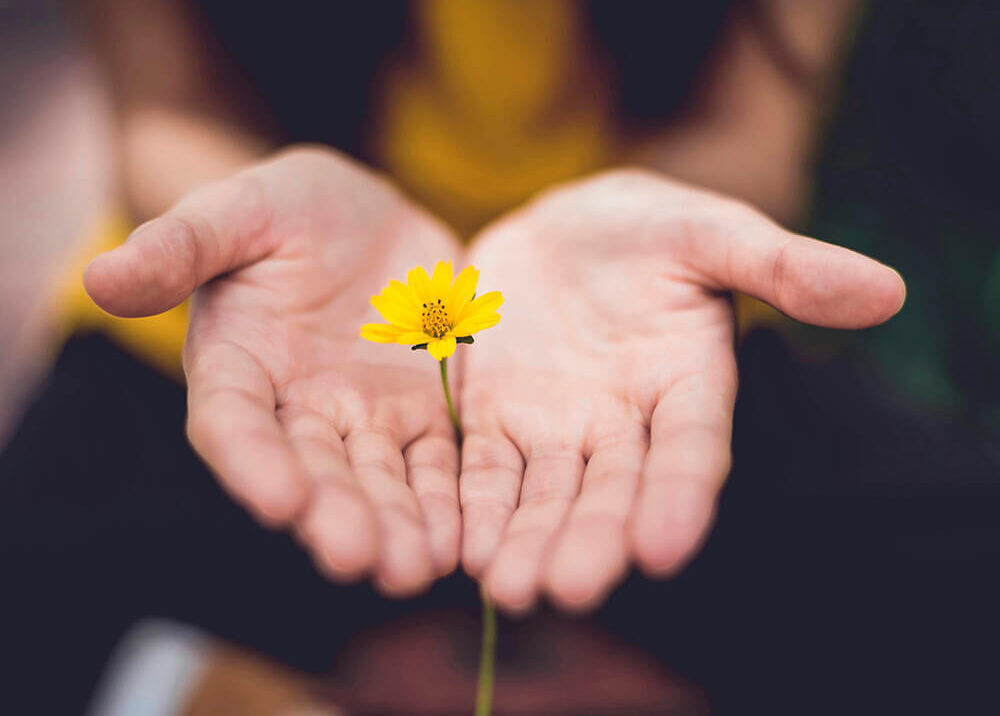 Bild som symboliserar Två händer med en gul blomma.